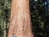 sequoia-np